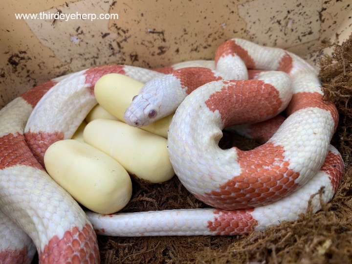 Albino Honduran Milk Snake